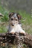 FOX TERRIER 245